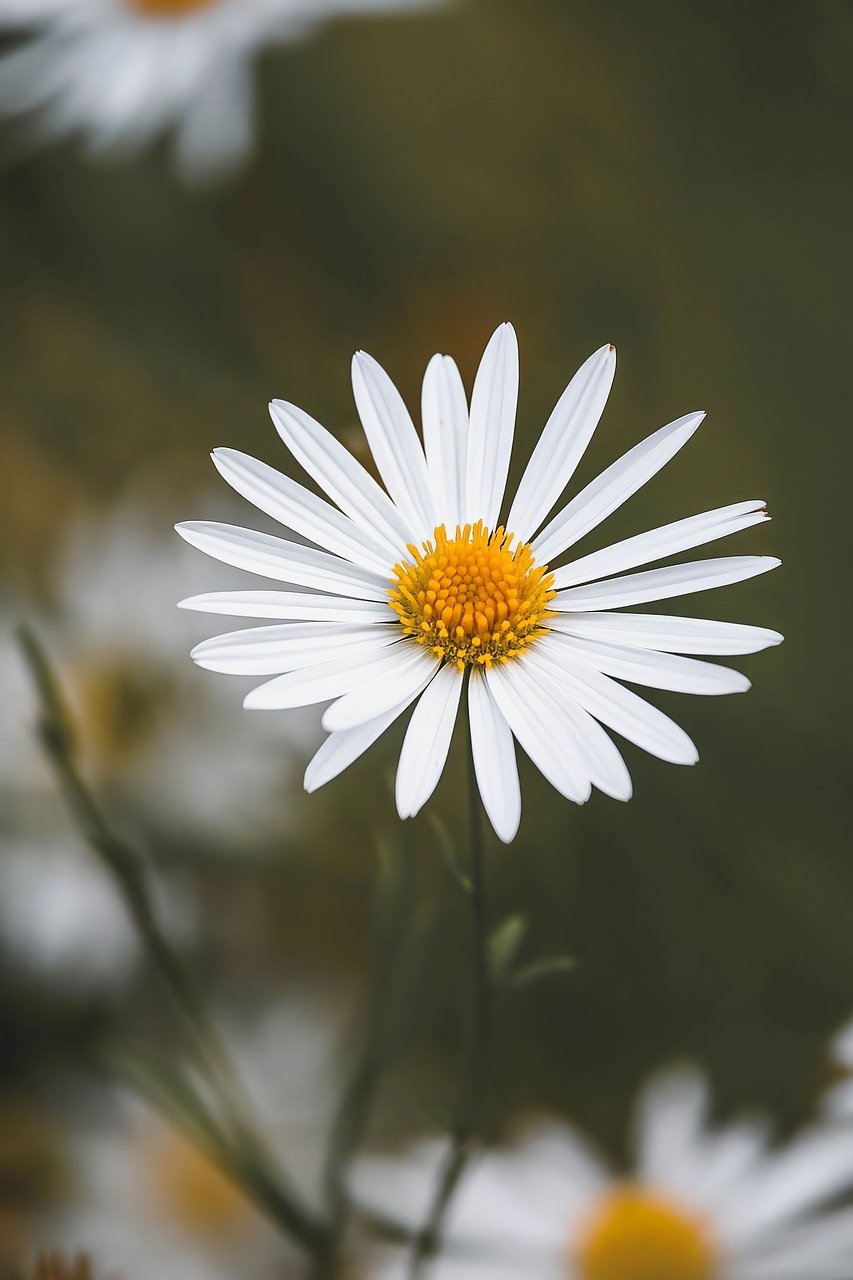 flower-9799036_1280